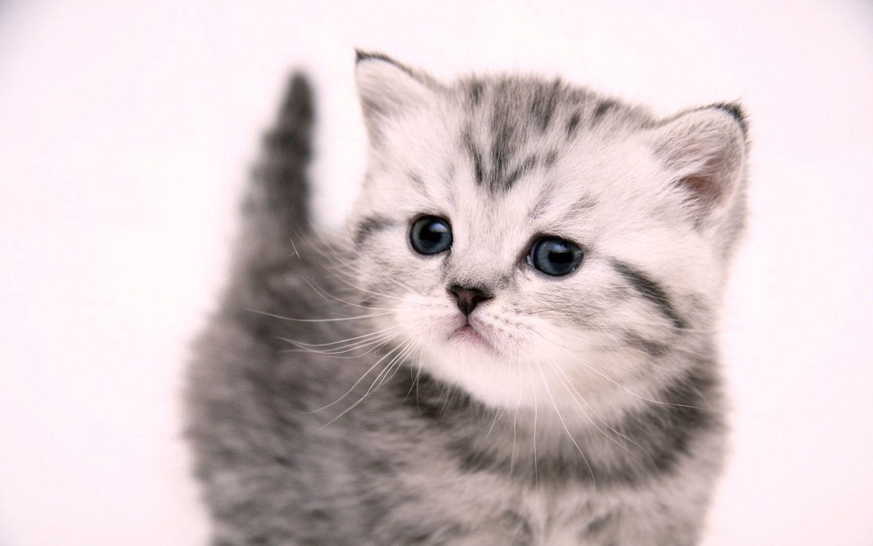 Cute Kittens Full HD Wallpaper For Girls. New HD Wallpaper Download