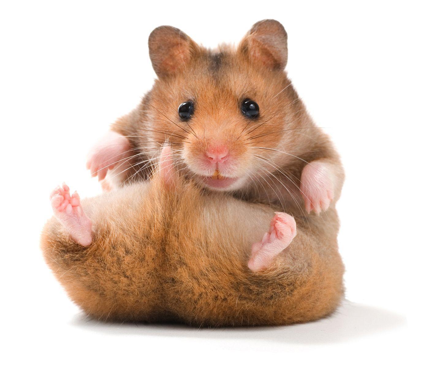 Firefighter Performs Life Saving CPR On A Hamster