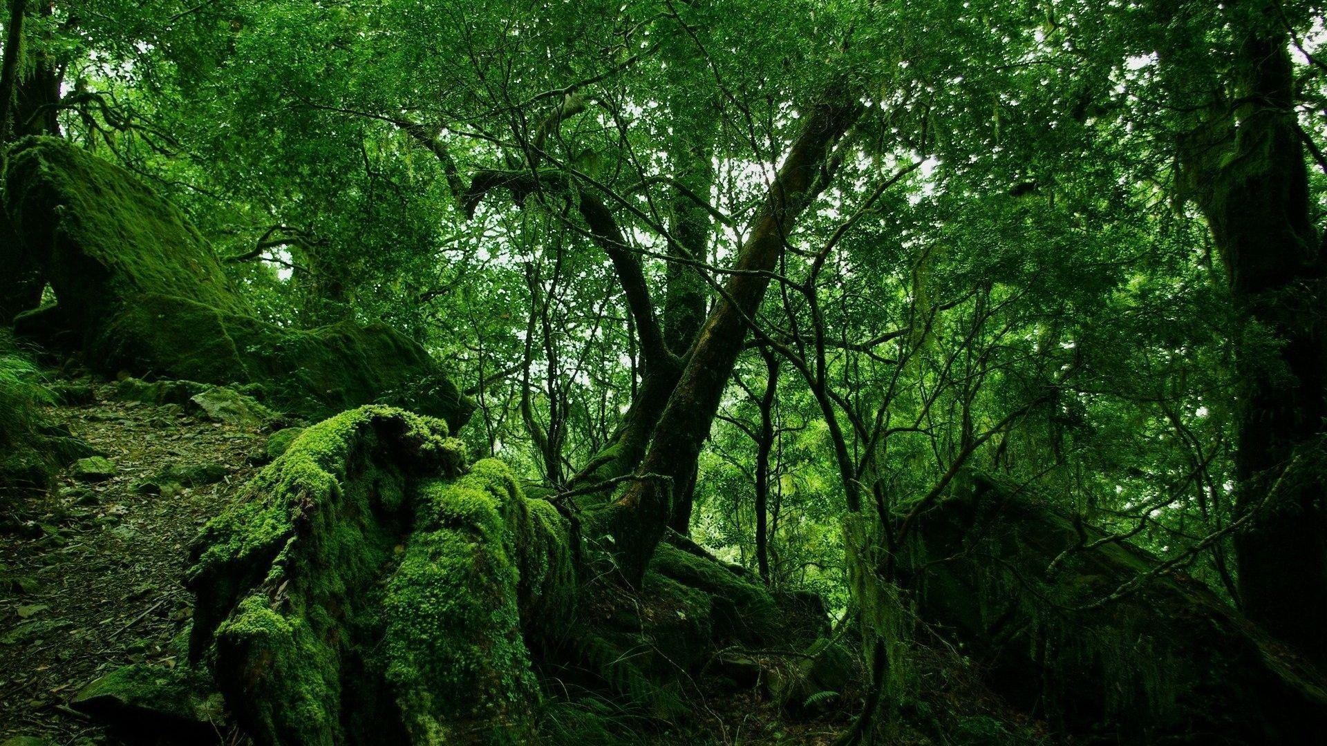 forest wallpaper hd 1080p