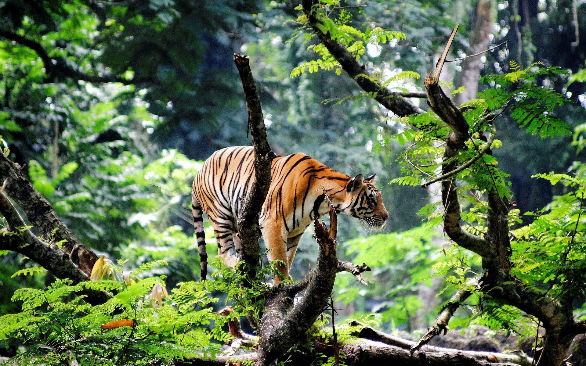 Bengal Tiger in Jungle Wallpaper