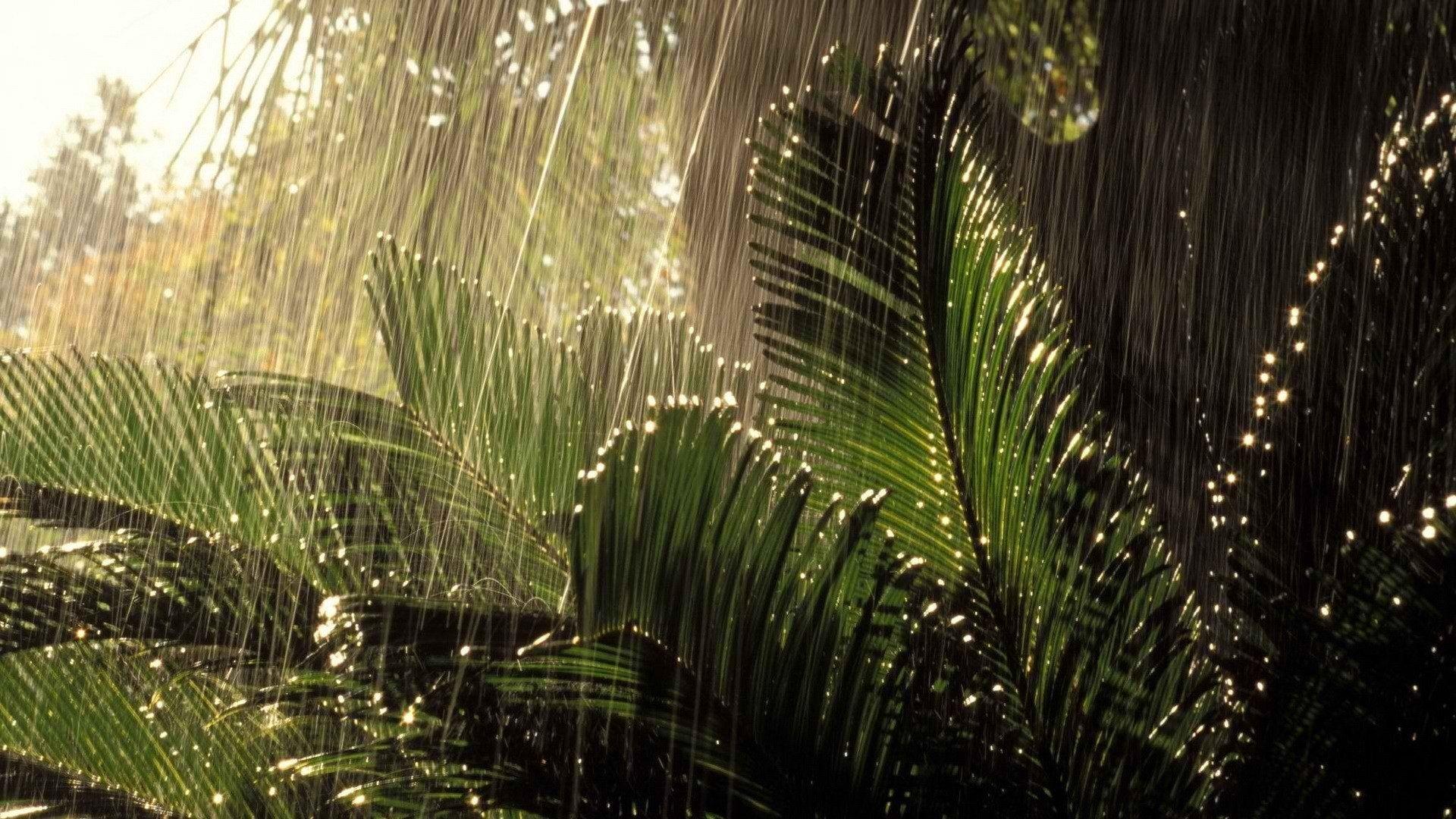 Jungle HD Wallpaper