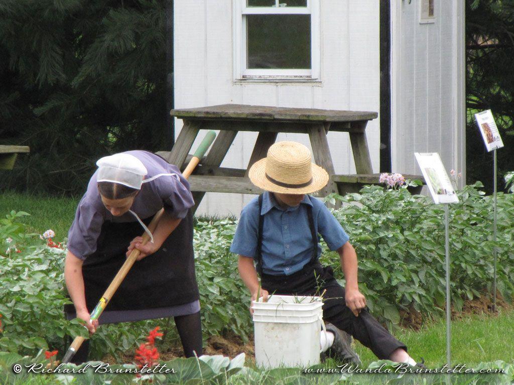 81 Amish Youth Images, Stock Photos, 3D objects, & Vectors | Shutterstock