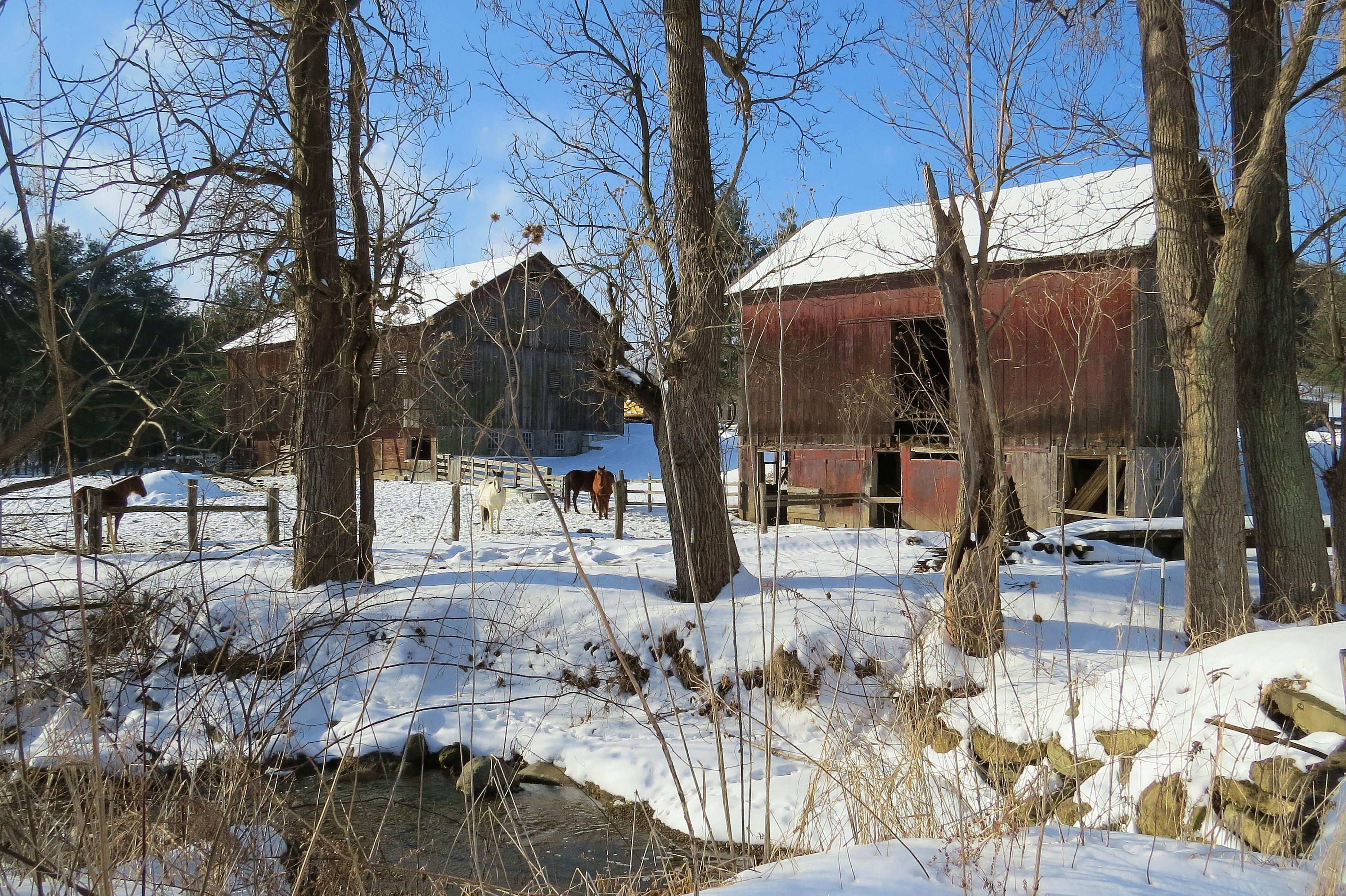 Field Nature Trees Animal Creek Horse Amish Morning Snow Barn