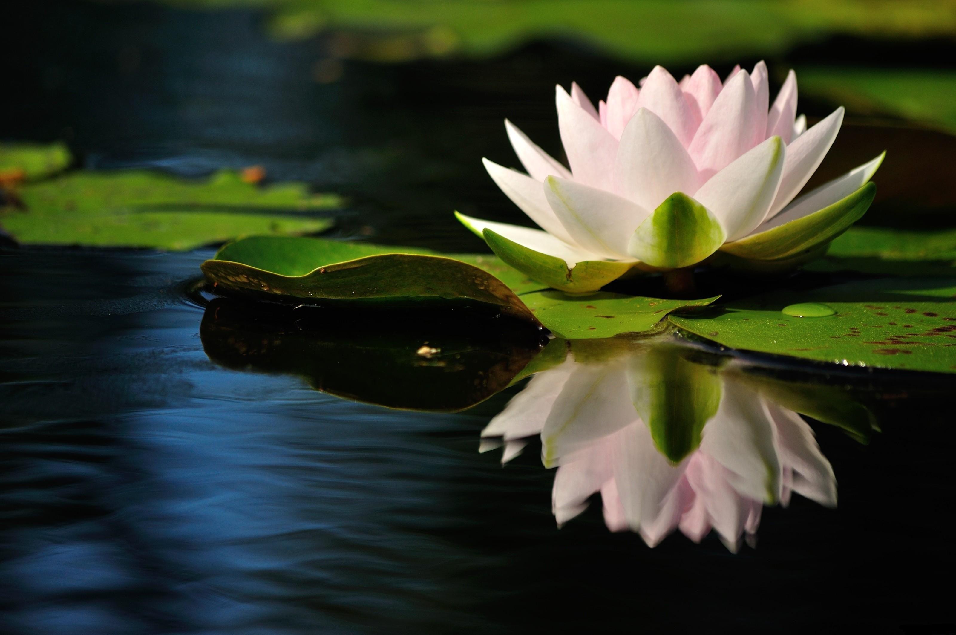 Download Wallpaper Water lily, Water, Reflection, Quiet, Leaves HD