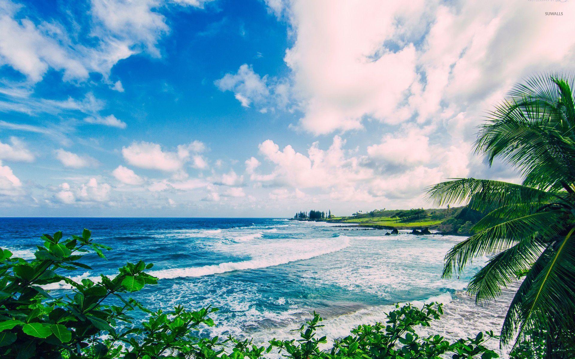 500 Maui Pictures  Download Free Images on Unsplash