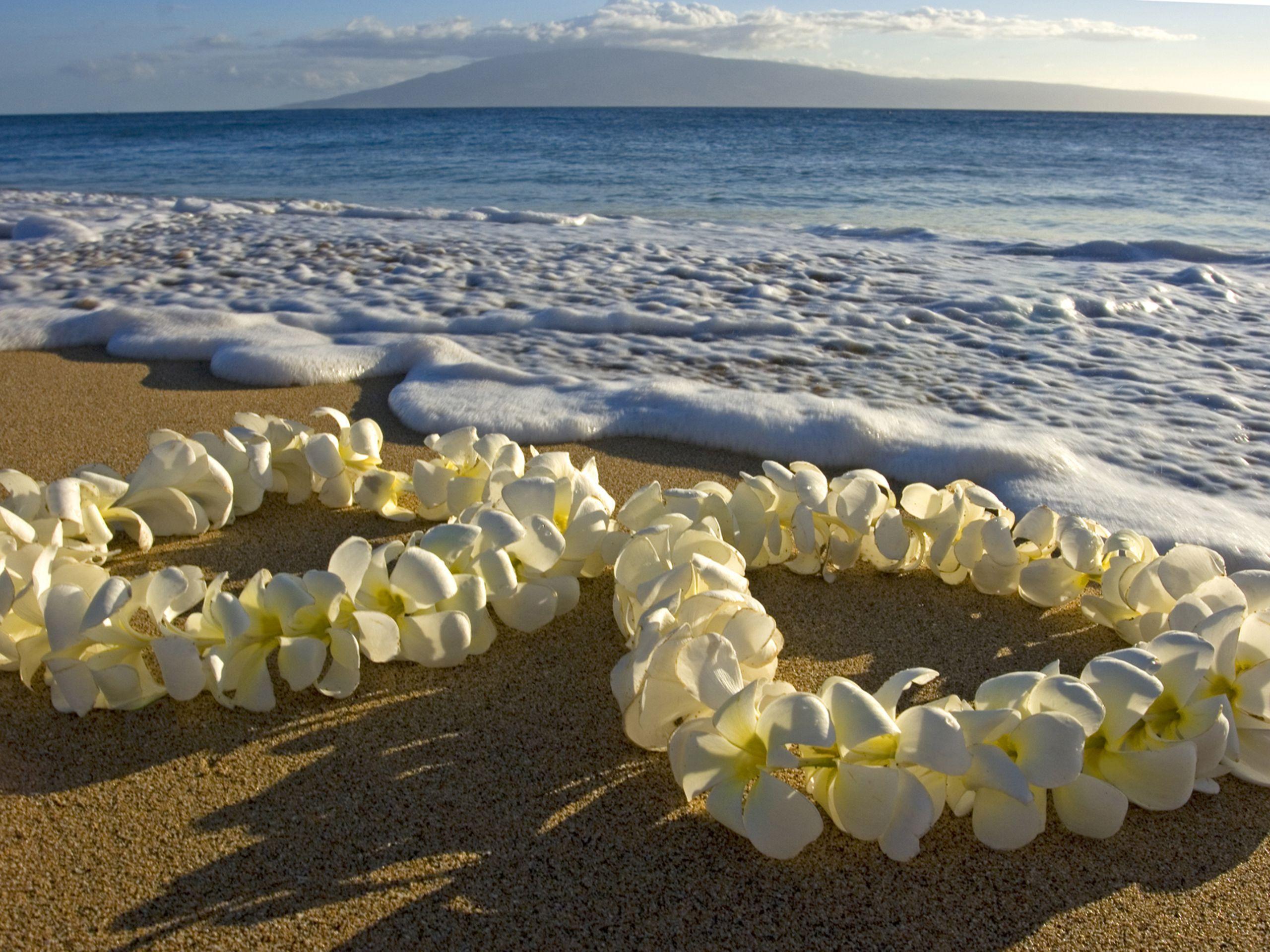 Море белые цветы