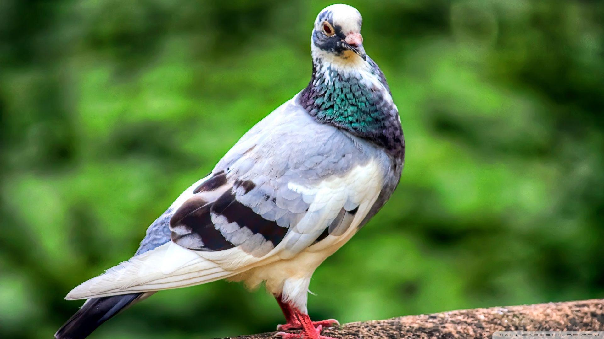 Amazing Pigeon Colorful HD Image Wallpaper Photo Free Download