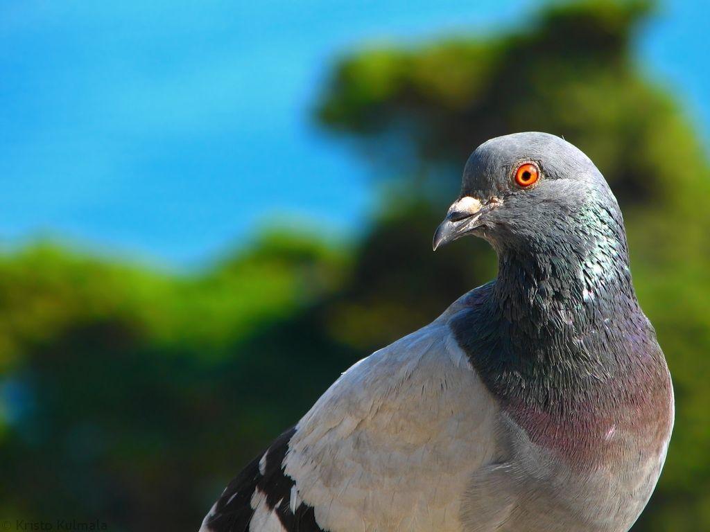 Amazing Pigeon Colorful HD Image Wallpaper Photo Free Download