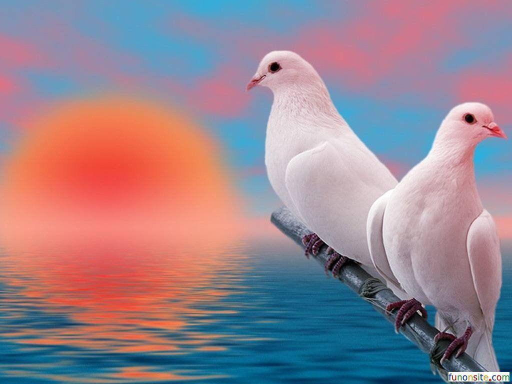 Nature Wallpaper ›› Beautiful Pigeon Wallpaper