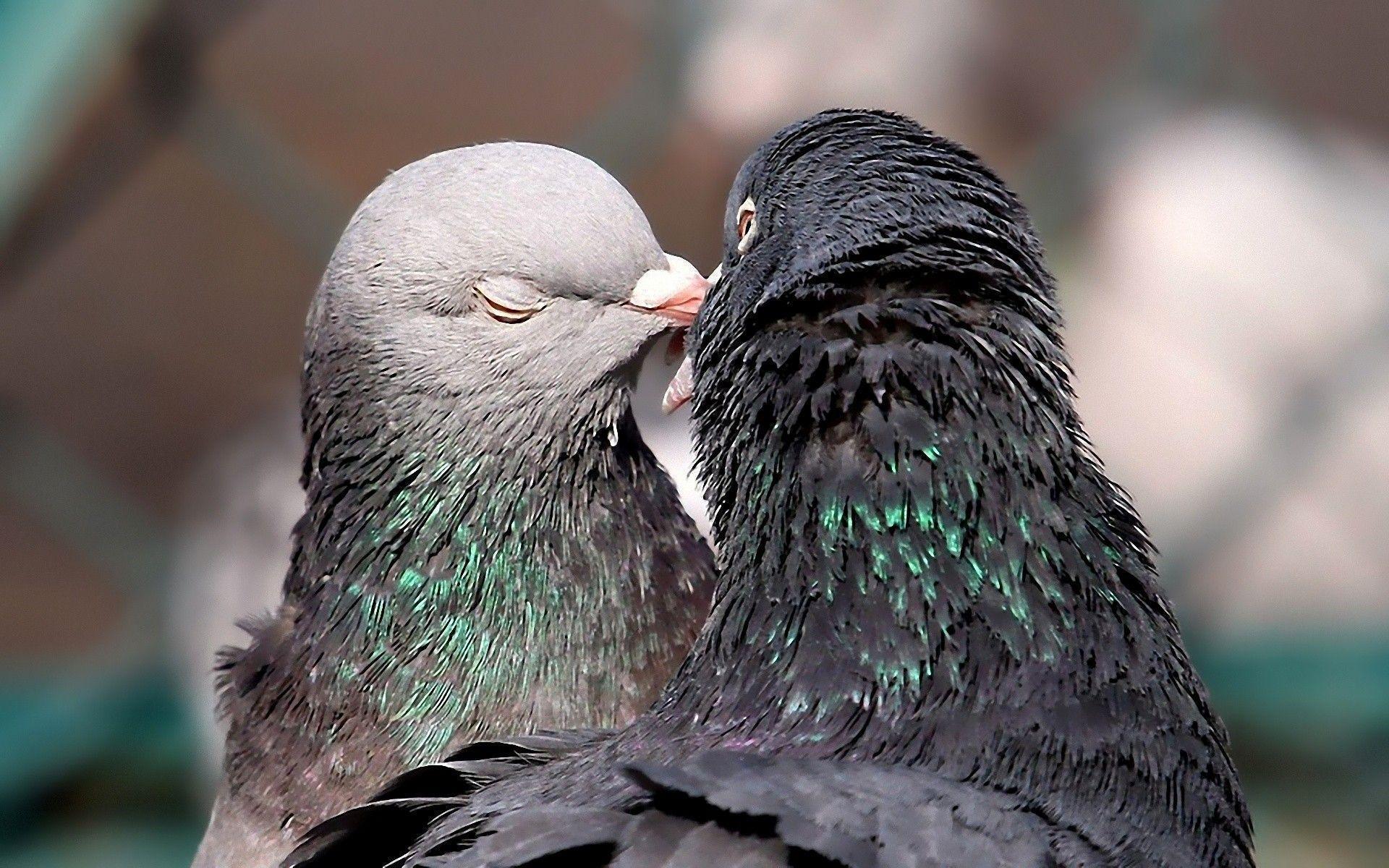 Pigeons Wallpaper HD Picture