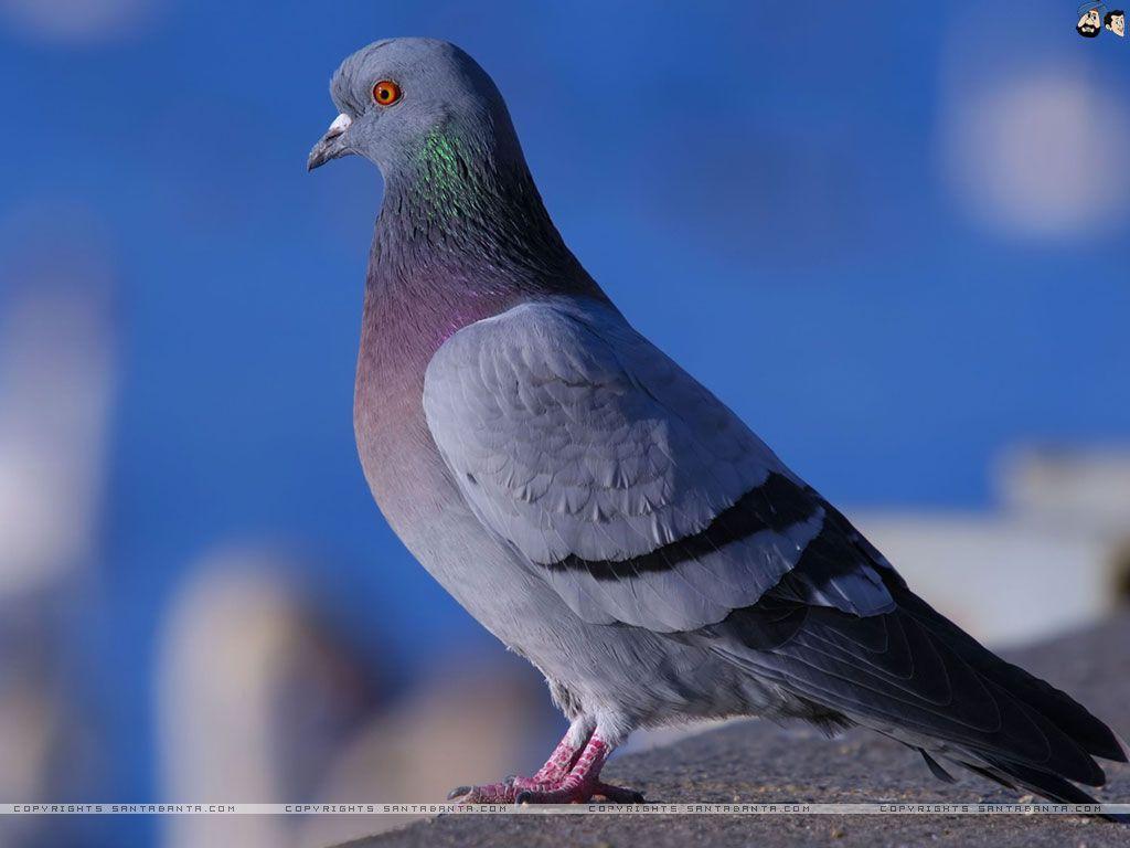 47,500+ Pigeon Flying Stock Photos, Pictures & Royalty-Free Images - iStock  | Pigeon flying isolated, Pigeon flying away, Clay pigeon flying