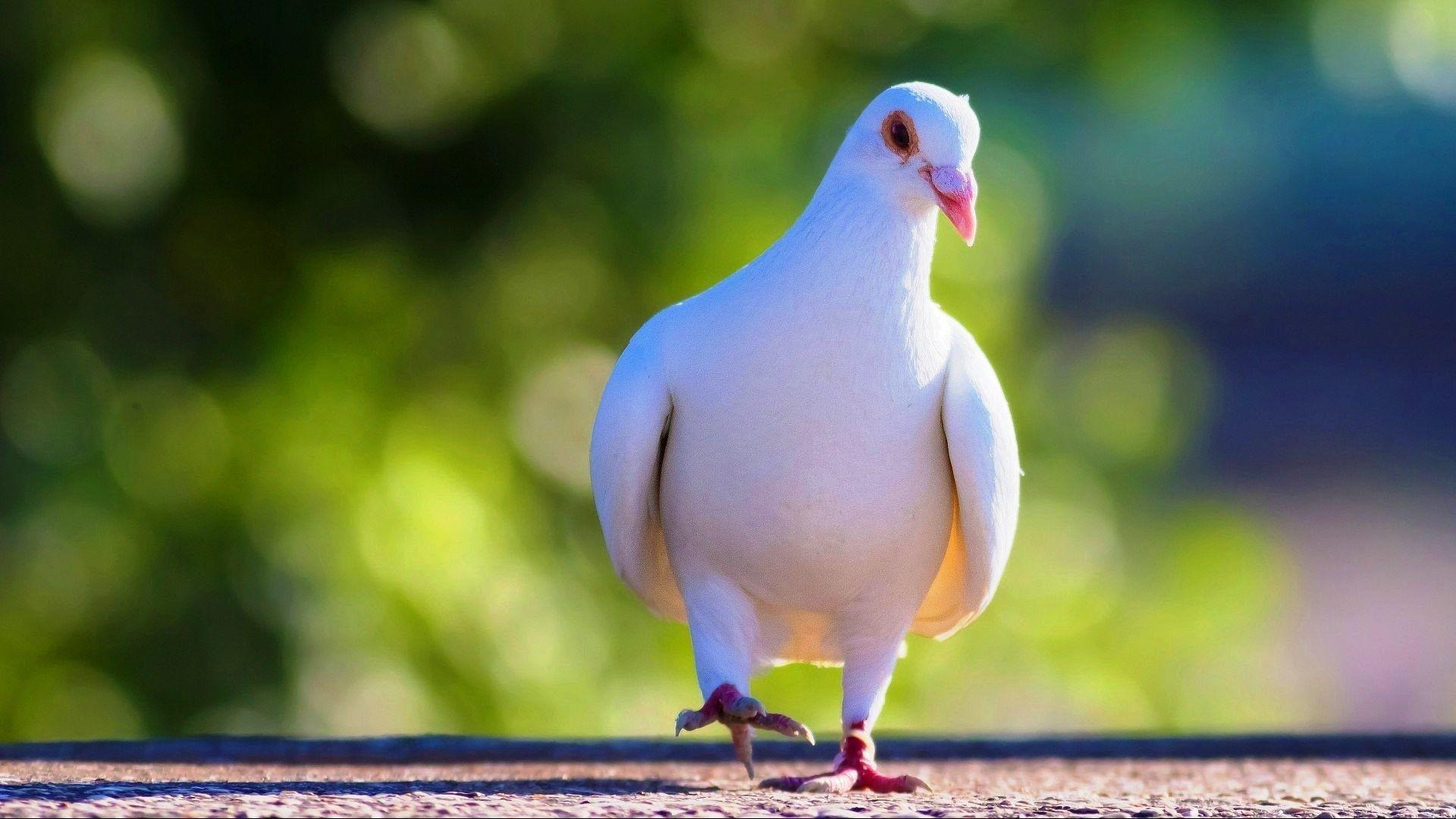 White Pigeon Wallpaper HD Download Of Beautiful Bird