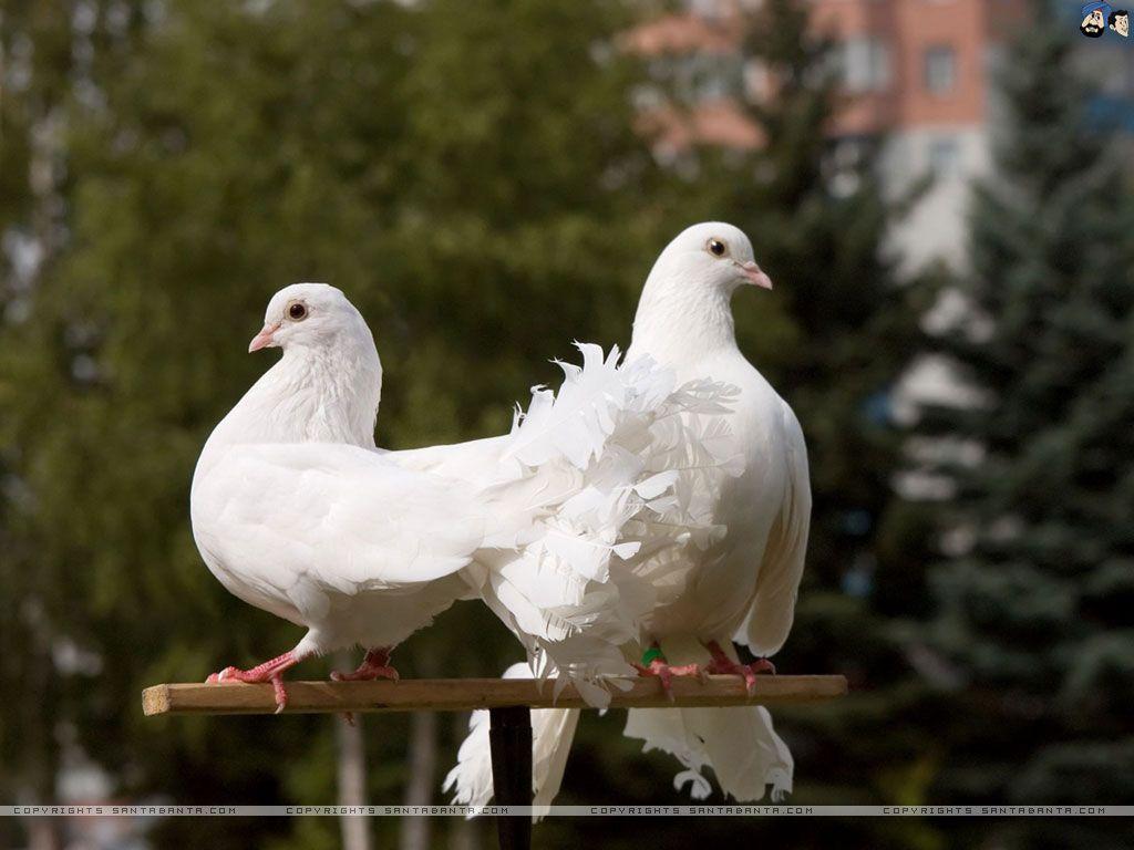 Two White Pigeon On Flowering Background Stock Photo 197444144   Shutterstock