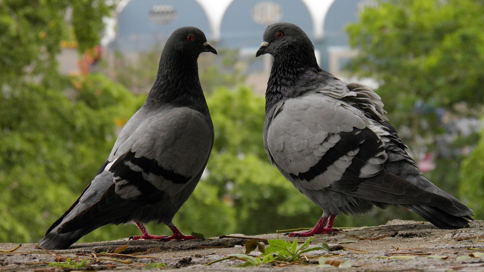 Pigeon Wallpaper Apps on Google Play