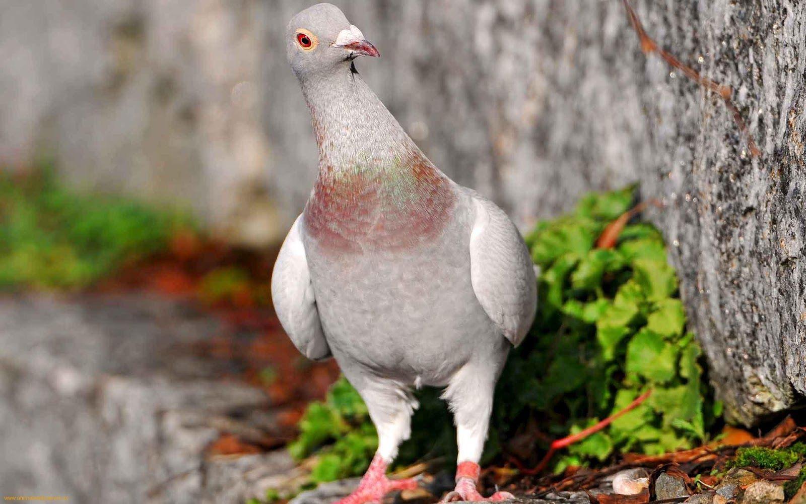 Awesome & Beautiful wallpaper OF Pigeon In HD More