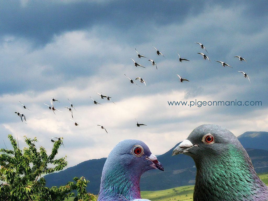 Racing pigeons wallpaper