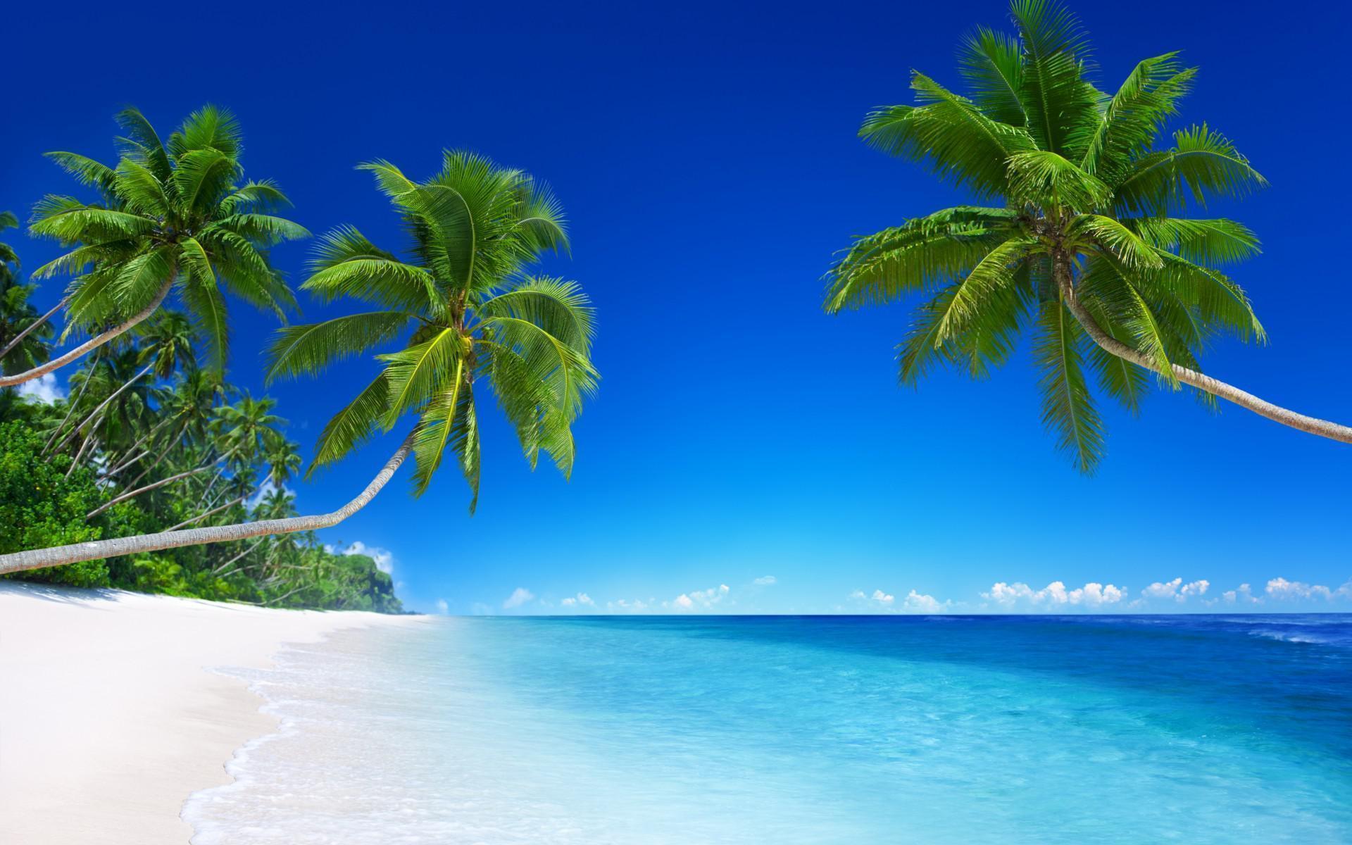 wallpaper Beach, coast, sea, blue, green palm, scenery HD