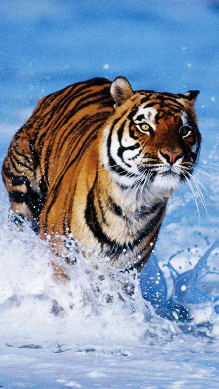 Wallpaper Samsung Galaxy A5 Tiger 720 1280 403 x 1280