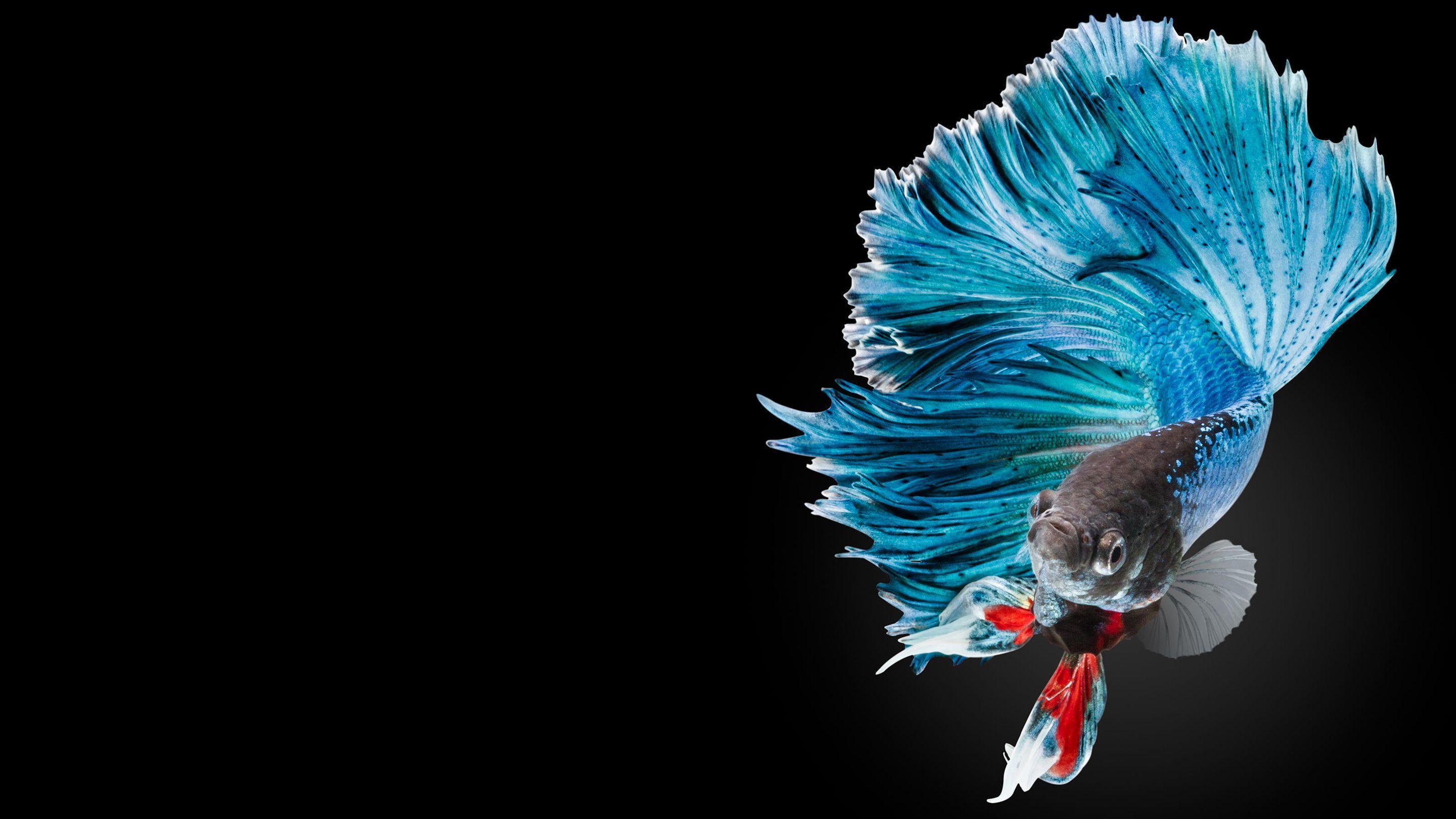 Wallpaper ID 1026215  Fighting 1080P animal themes multi colored  tropical underwater betta fish blue beauty in nature indoors copy  space animal wildlife Siamese free download