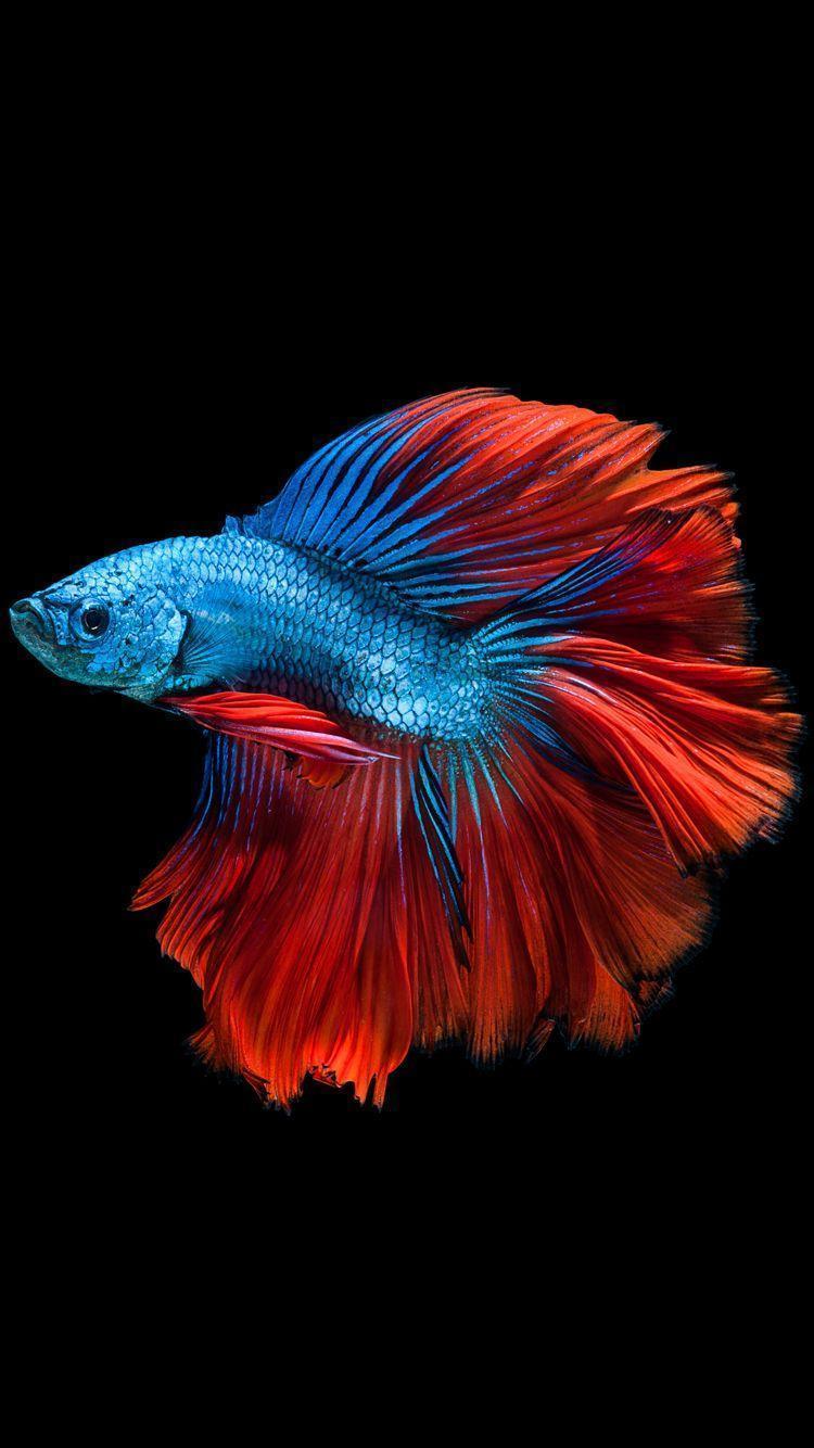 Apple iPhone 6s Wallpaper with Red and Blue Betta Fish and Dark
