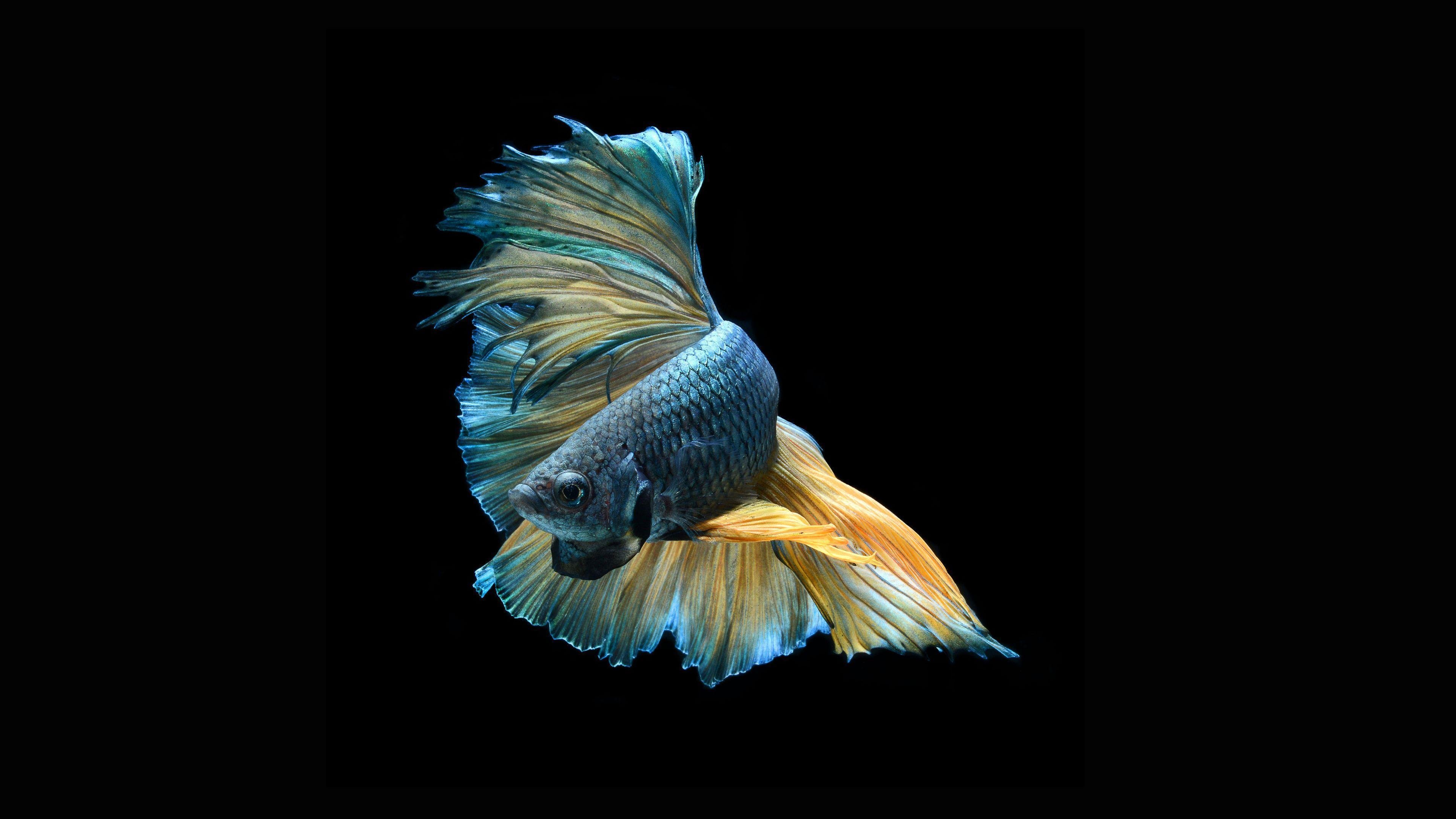 fish live wallpaper for pc
