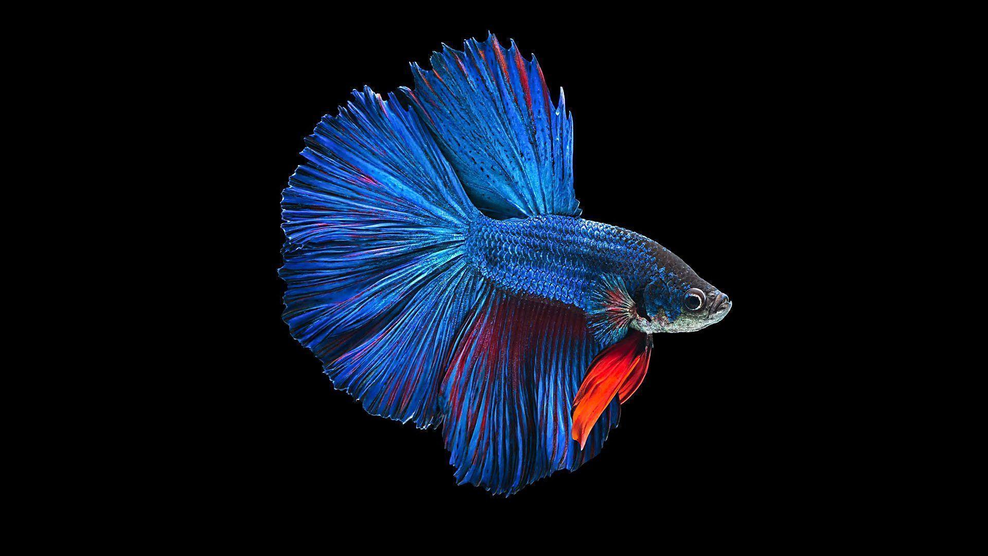 blue beta fish