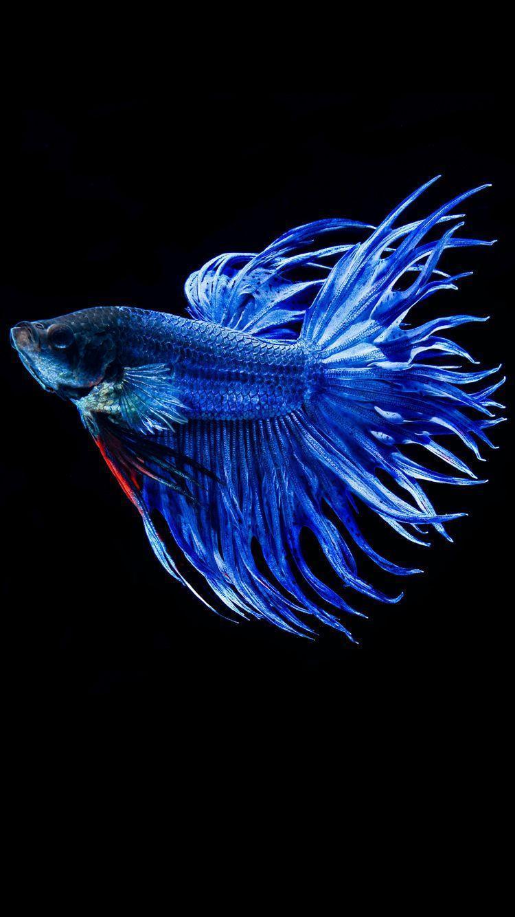 Free download Wallpaper with Blue Betta Fish in White Background HD  Wallpapers for 750x1334 for your Desktop Mobile  Tablet  Explore 48 Betta  Fish Wallpaper  Fish Wallpaper Fish Background Fish Wallpapers