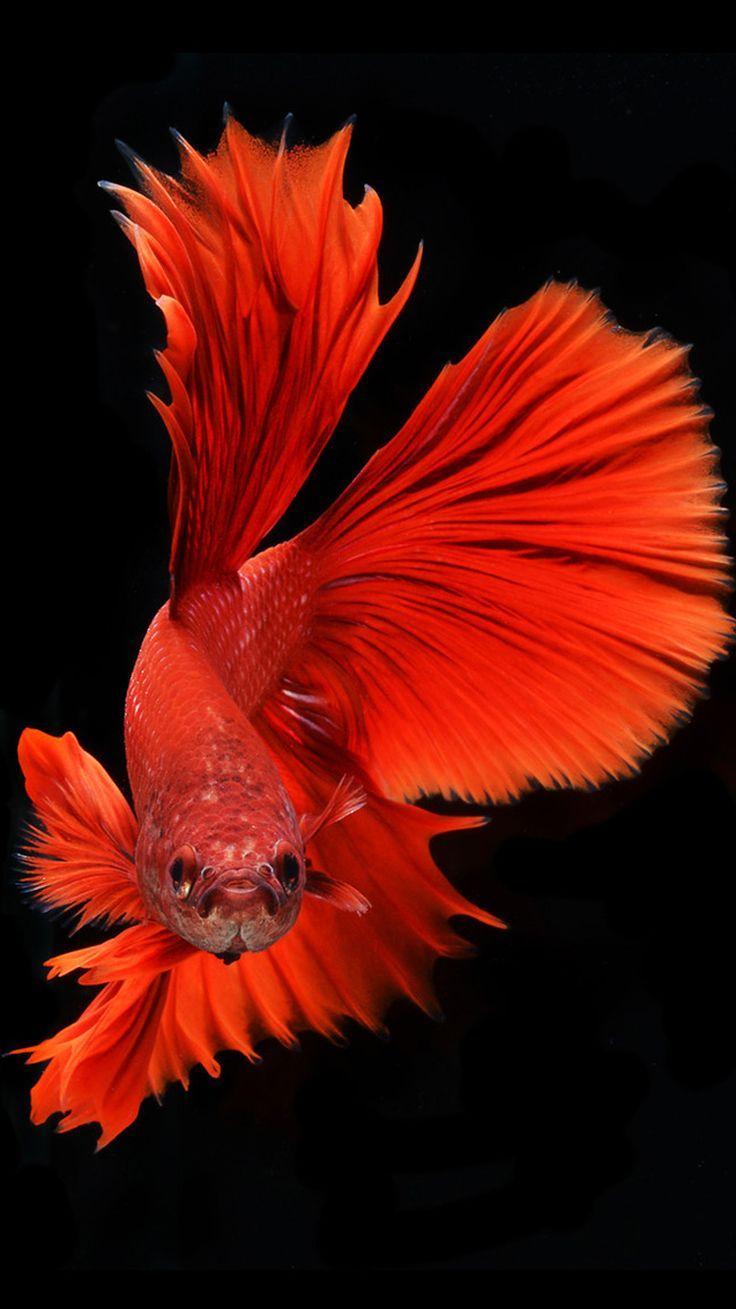 Blue Betta Fish Images  Browse 10 Stock Photos Vectors and Video   Adobe Stock