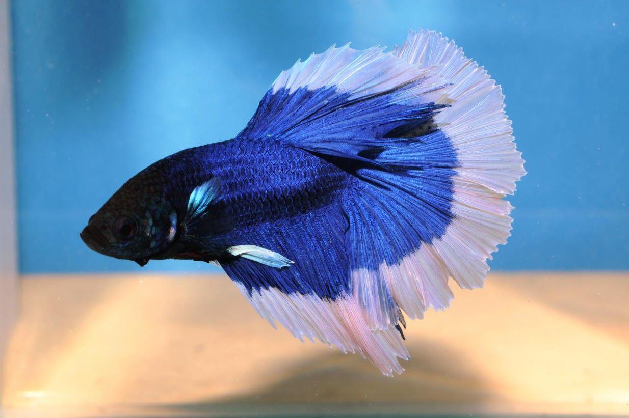HD Betta Fish Wallpapers APK for Android Download