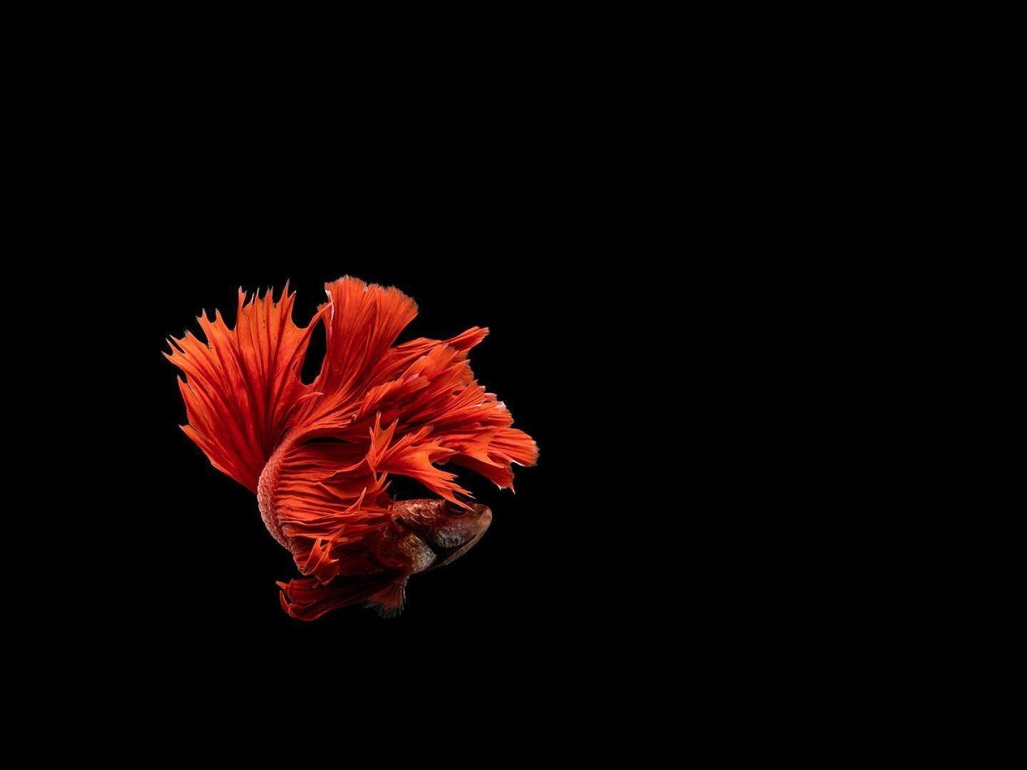 Fishes: Psychedelic Siamese Underwater Fighting Fish Tropical Betta
