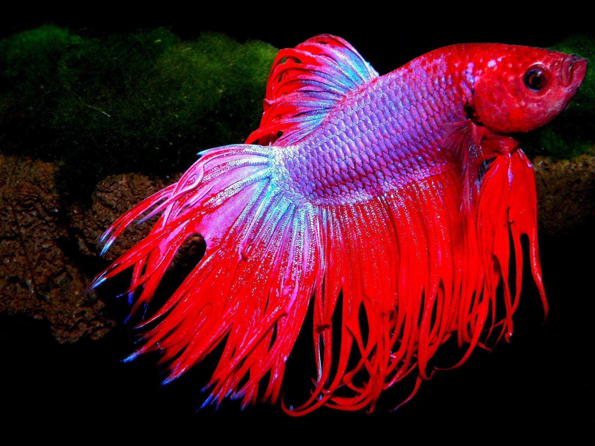 Fishes: Psychedelic Betta Underwater Fighting Fish Tropical