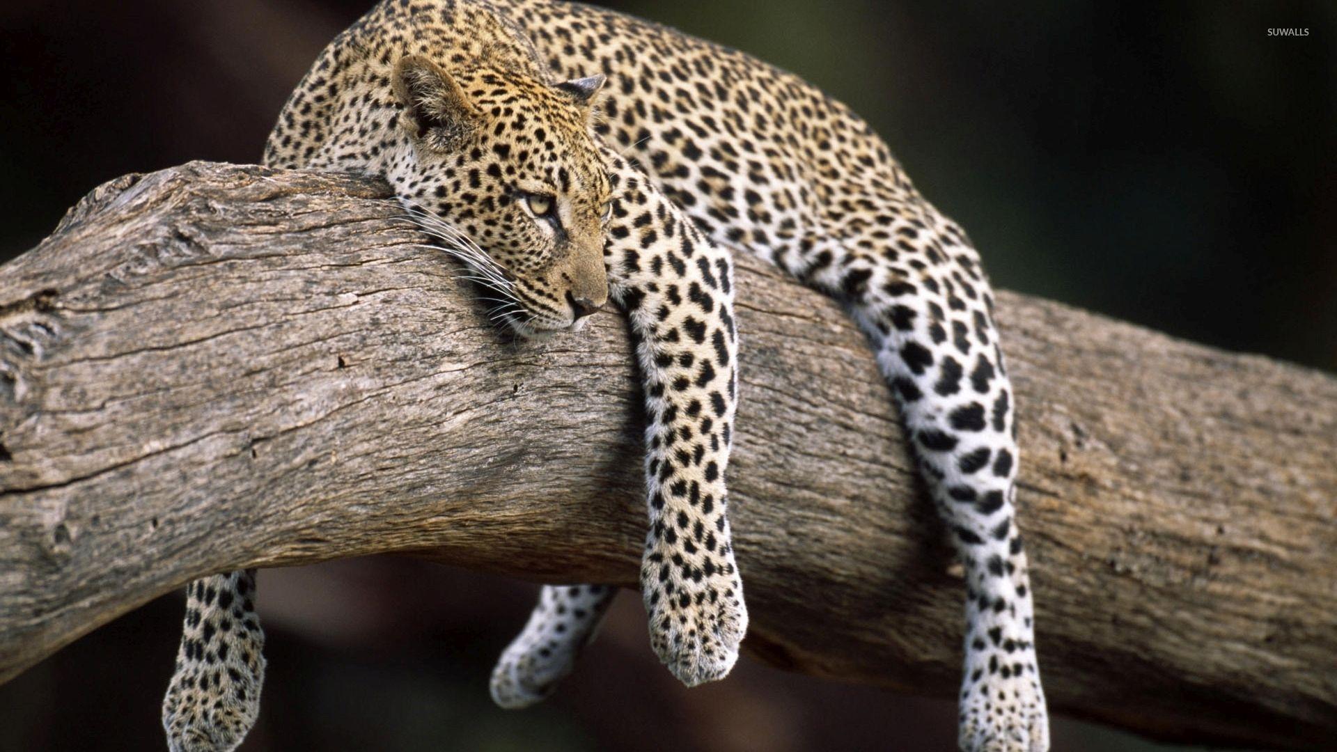 Tired Jaguar Wallpaper, Top Picture of Tired Jaguar FHDQ