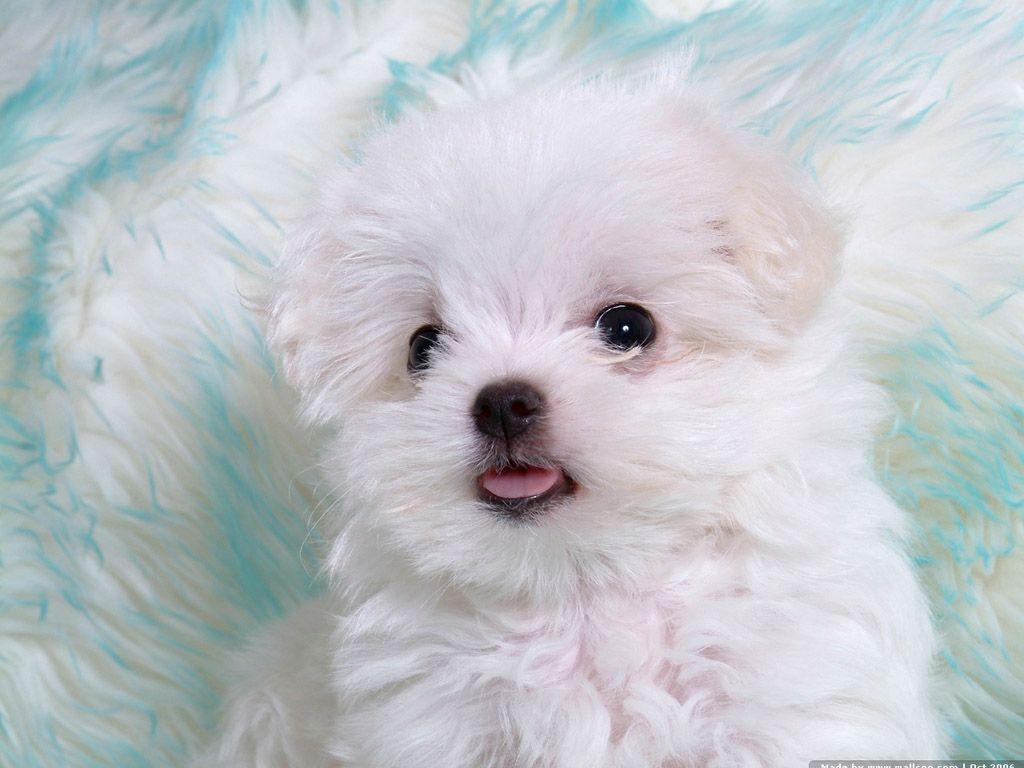 Baby Dog Wallpaper