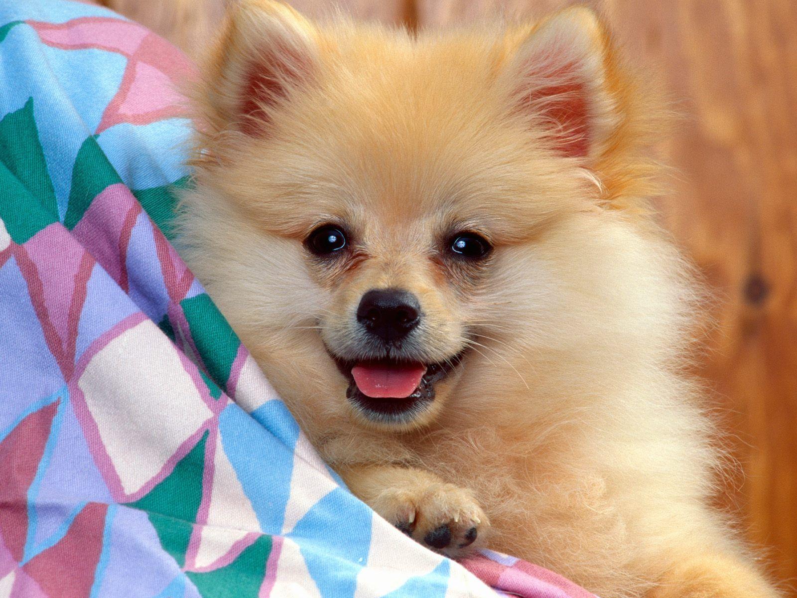 Hd Smiling Cute Dog Wallpaper For DownloadD HD Wallpaper
