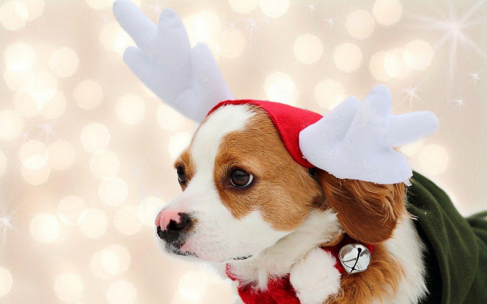Baby Dog Wearing Christmas Cap Wallpaper. Animals