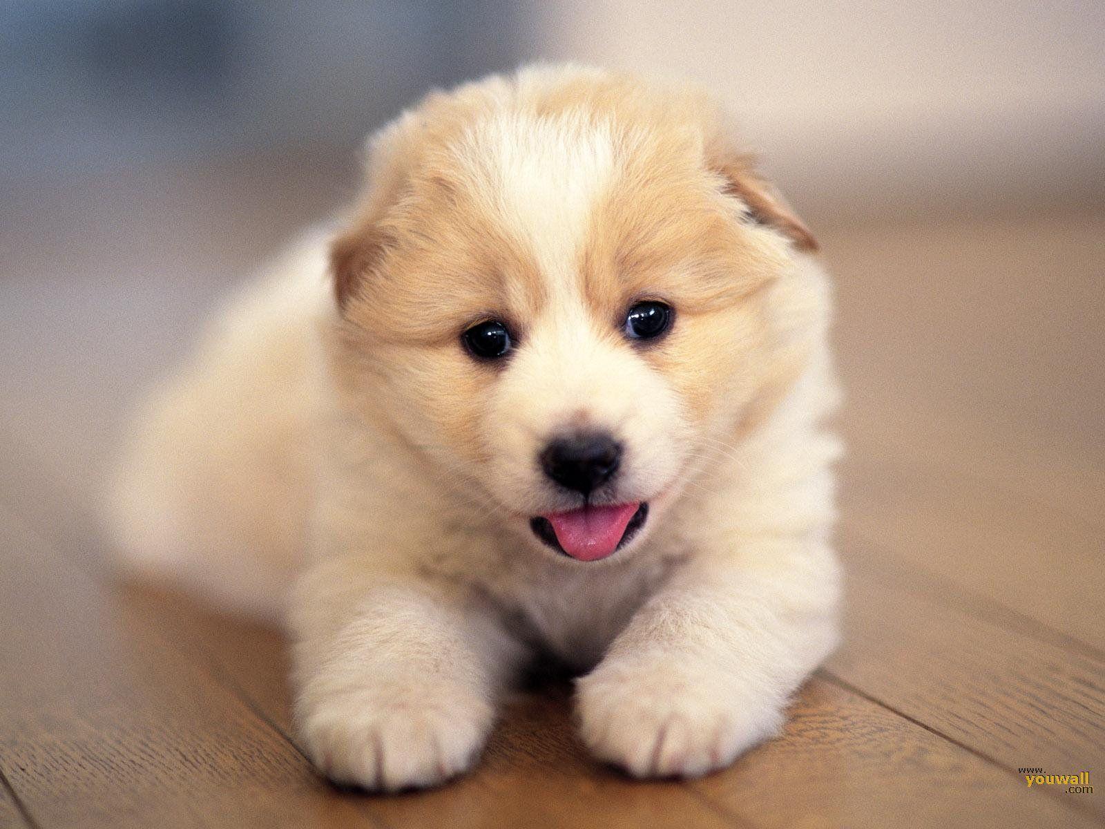 Cute Baby Dog Wallpaper Phone with High Resolution Wallpaper