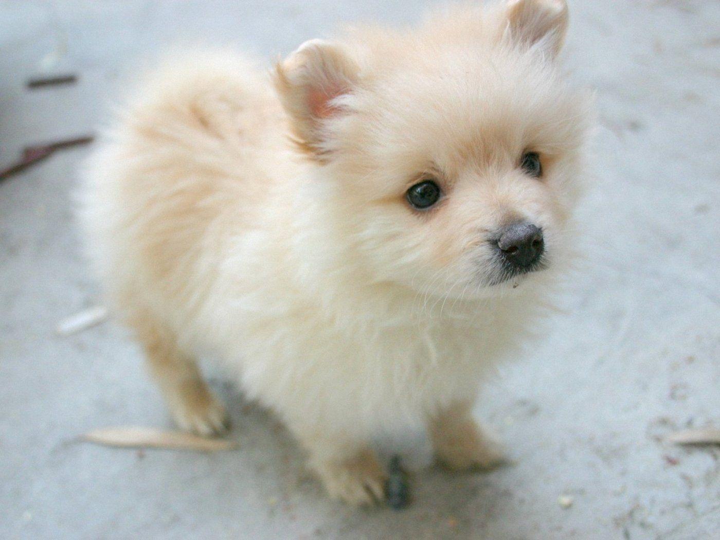 Cute Pomeranian dog photo and wallpaper. Beautiful Cute Pomeranian