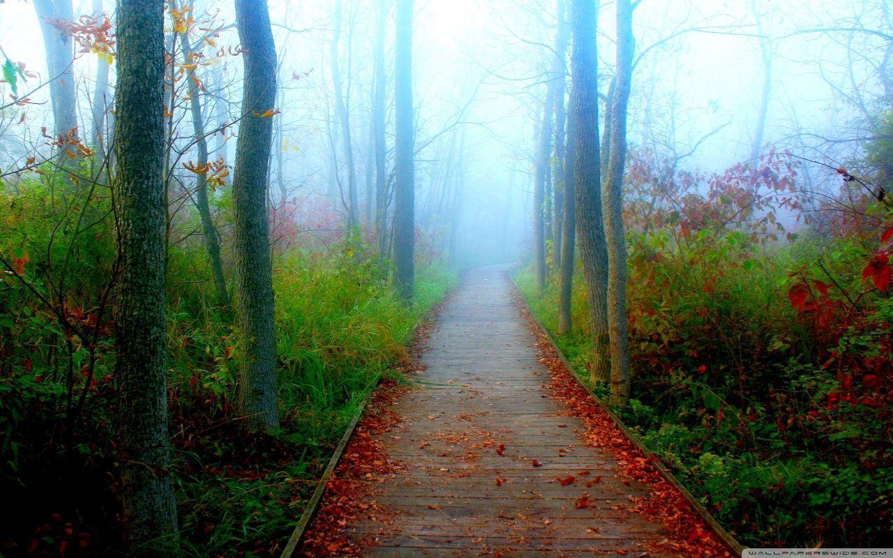 A Fall Adventure In The Wisconsin Woods HD desktop wallpaper