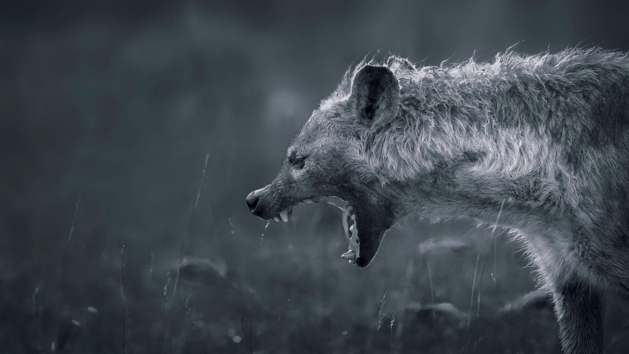 Wallpaper Hyena, Teeth, Angry, Mouth, Teeth, Bw HD, Picture, Image