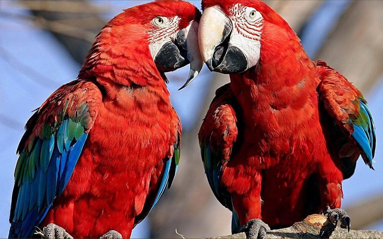 Pairs of parrots wallpaper 2 － Animal Wallpaper download