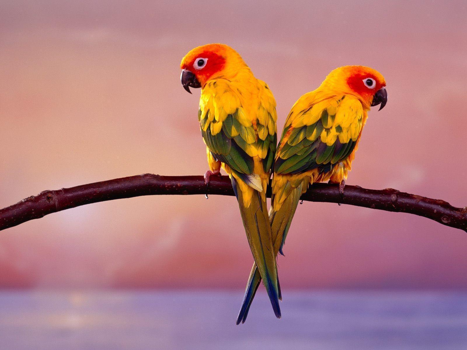 Love birds parrot pair desktop wallpaper. HD Wallpaper Rocks