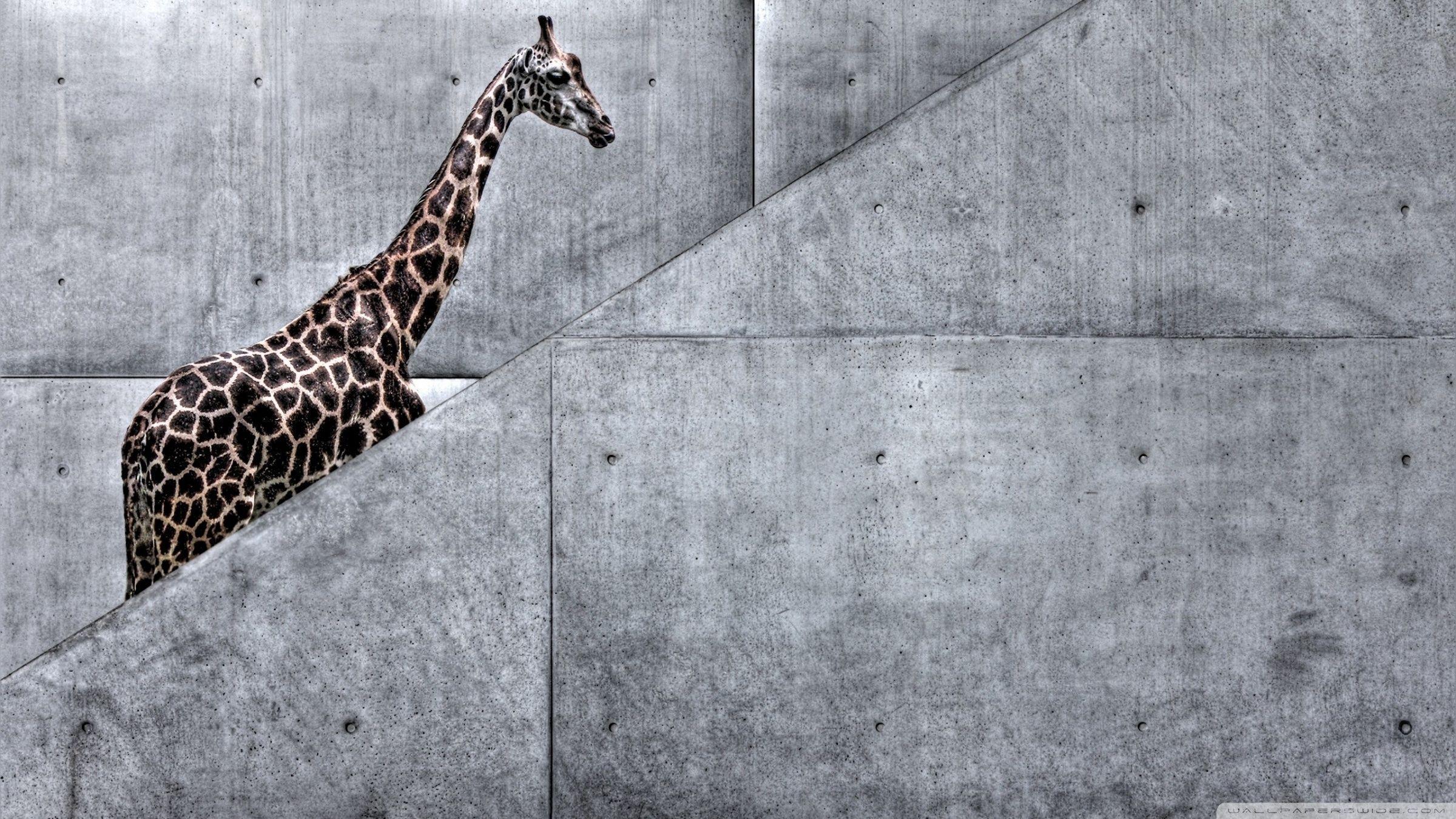 Giraffe Climbing Stairs HD desktop wallpaper, High Definition