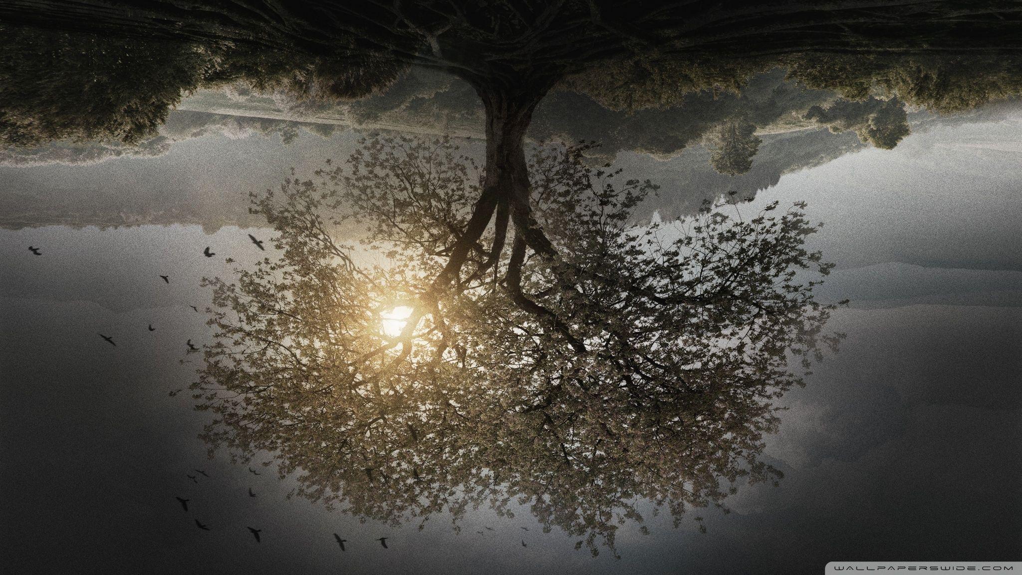 The Divergent Series Insurgent Tree HD desktop wallpaper, High