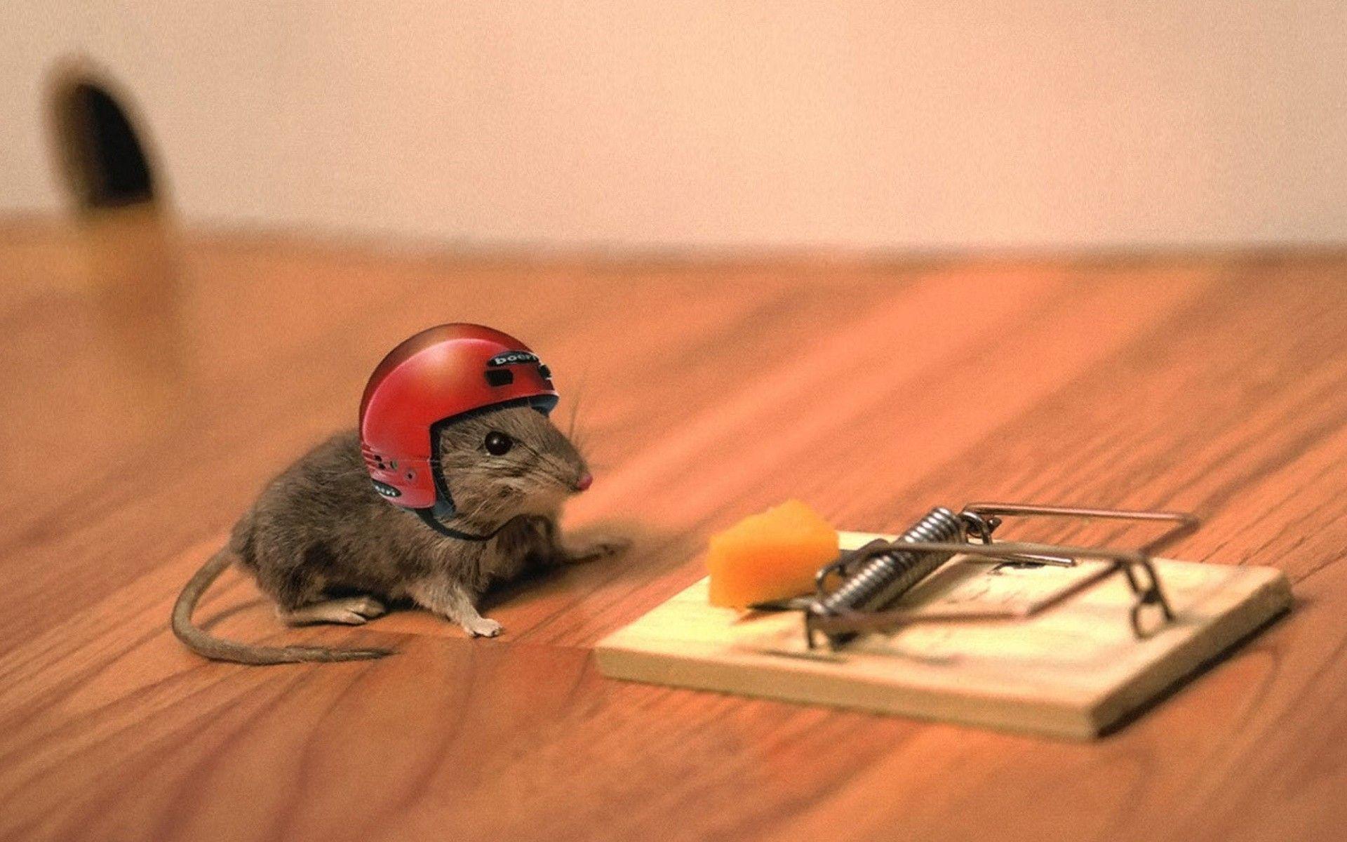 animals, helmets, mouse trap, mice wallpaper
