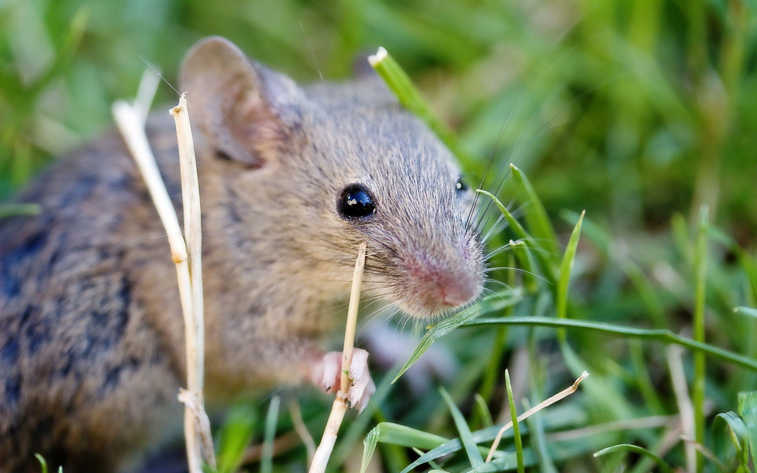 Wallpaper mice, grass, field, mouse, rodent desktop wallpaper