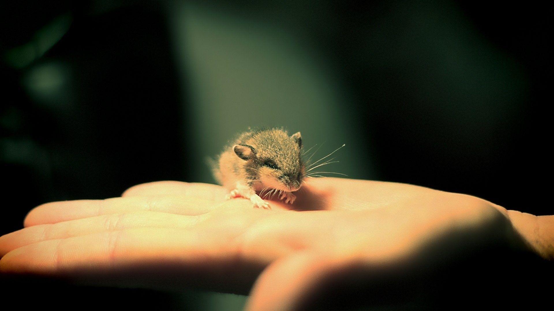 Animals: Mice Animals Hands Good Morning HD Image for HD 16:9 High