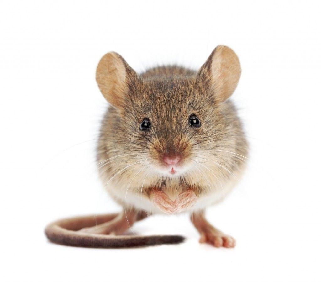 Mouse Wallpaper High Quality