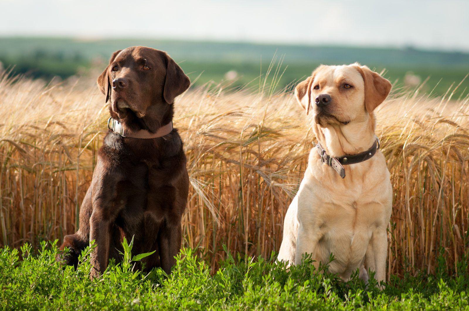 Labrador Dog Wallpapers - Wallpaper Cave