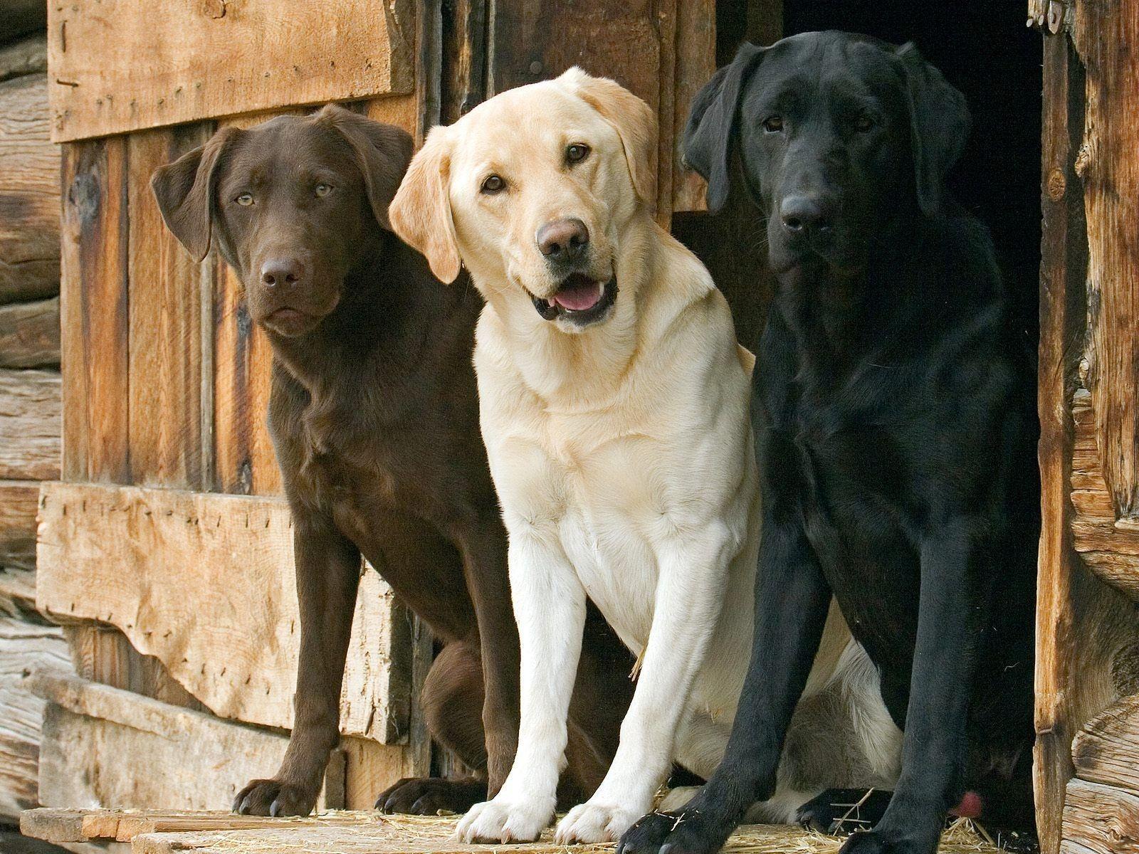 Labrador Dog Wallpapers - Wallpaper Cave