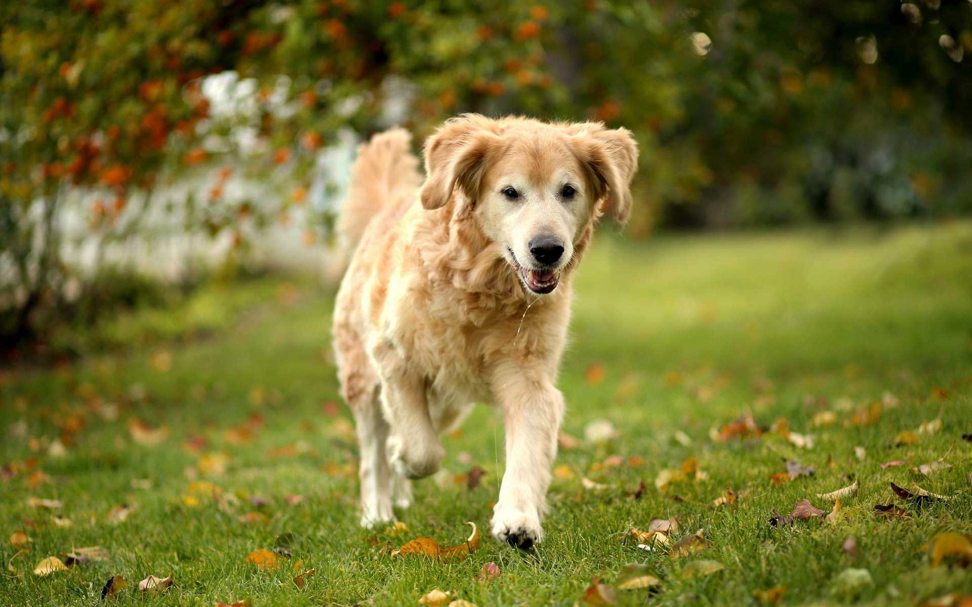 Labrador Dog Wallpapers - Wallpaper Cave